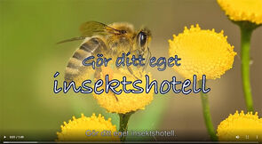 Insektshotell