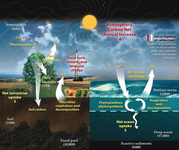 The different carbon cycles