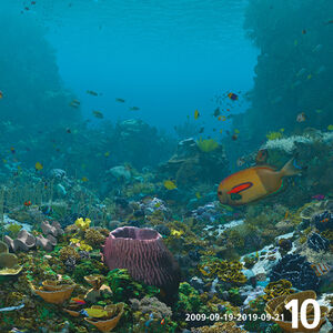 Korallernas värld | Expedition Reef