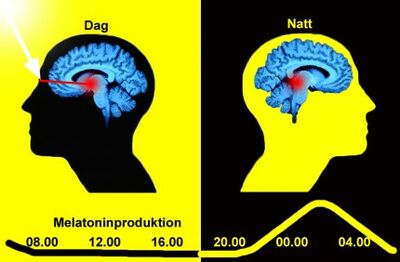 Bild: Dygnsrytmen styrs av ljuset.