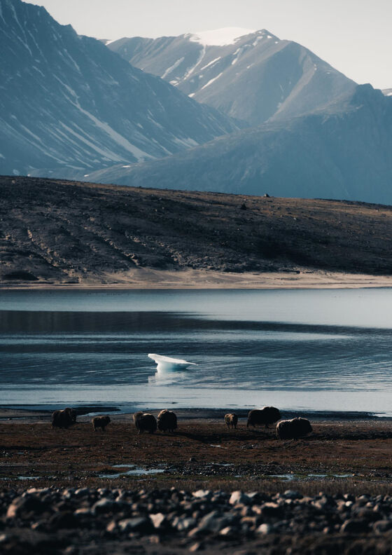 Musk oxen at the base camp / Northeast Greenland 2017. Photo: Konsta Punkka