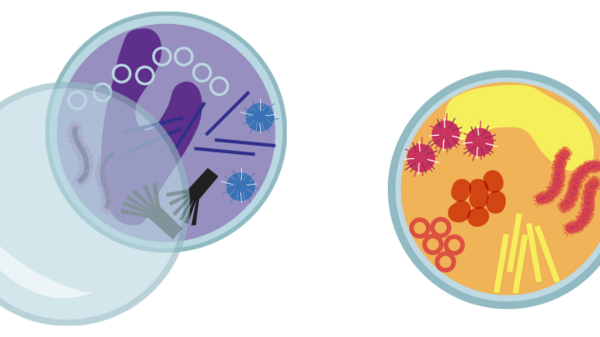 Illustration av petriskålar med bakterier i pysselmaterial.