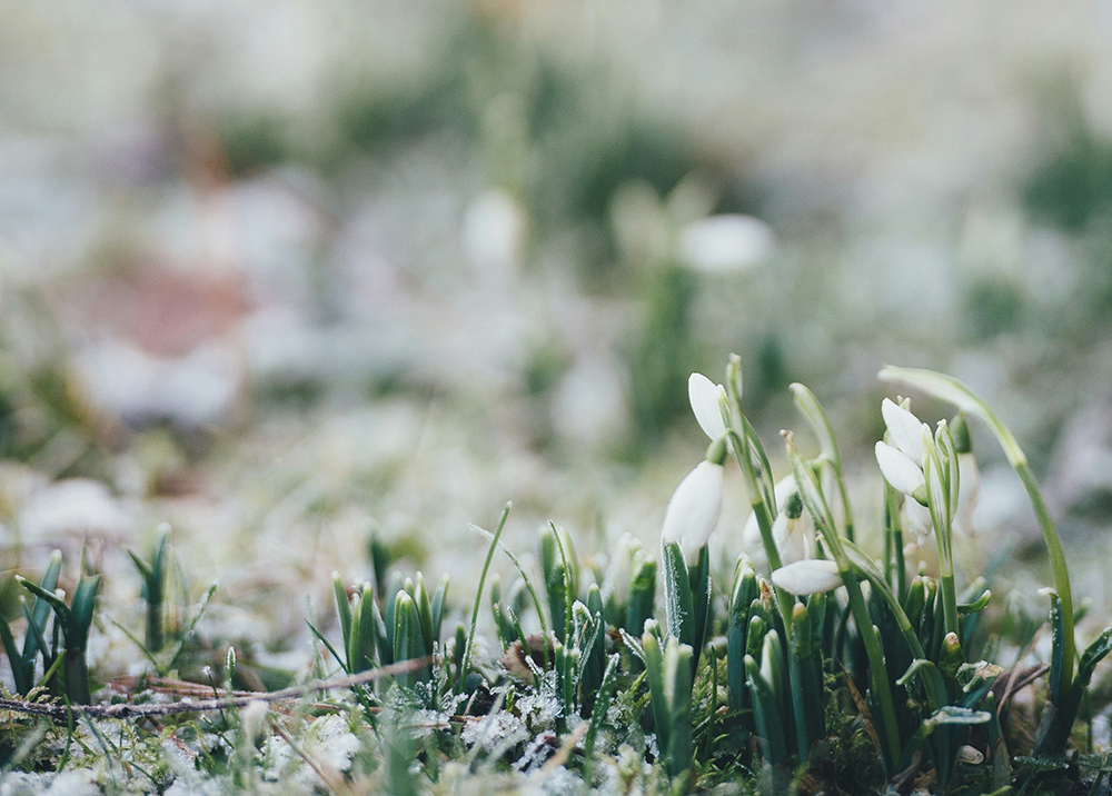 Snödroppar och frostigt gräs. Foto. 