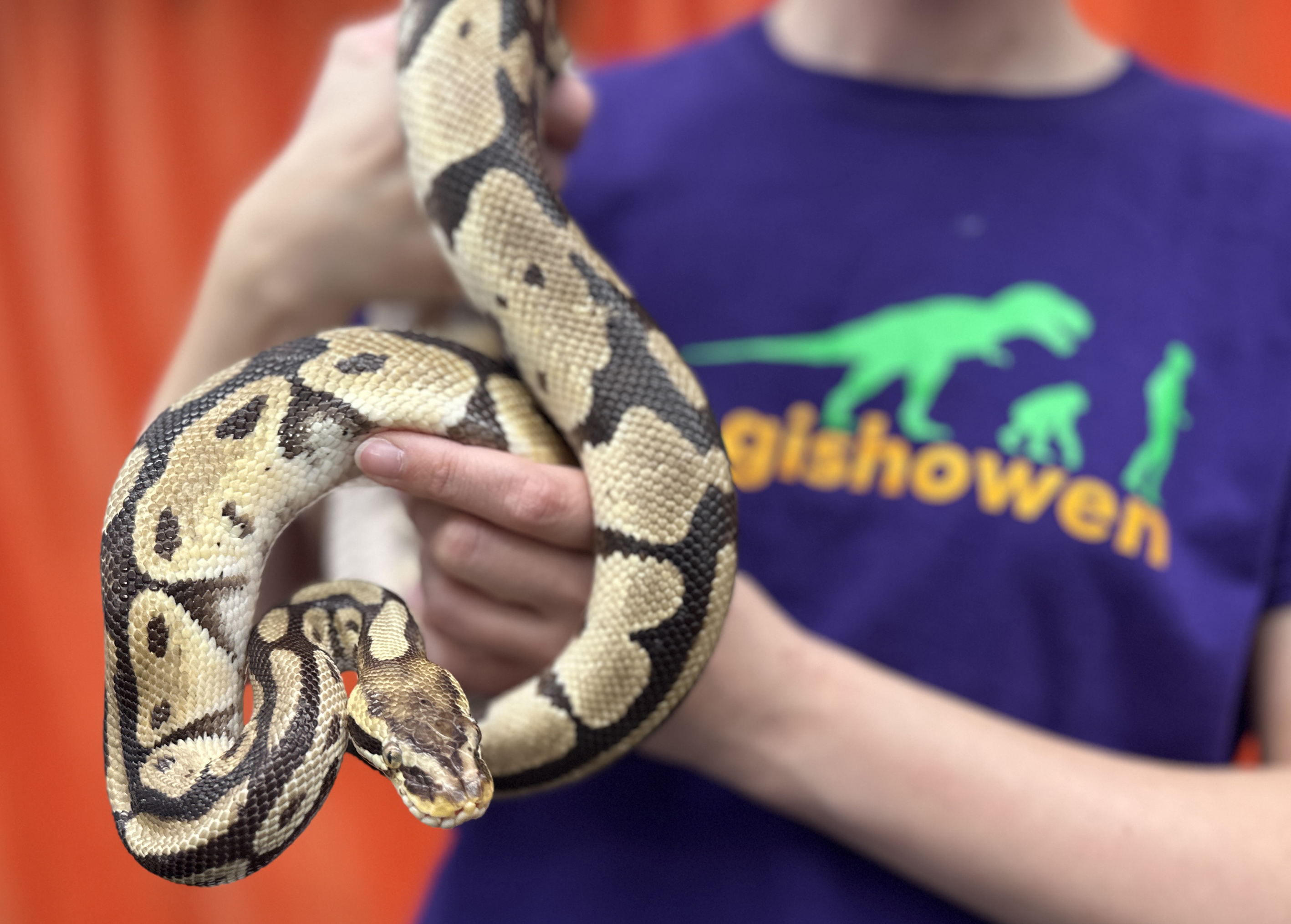 Forskare håller pytonorm under Biologisishowen. Foto. 