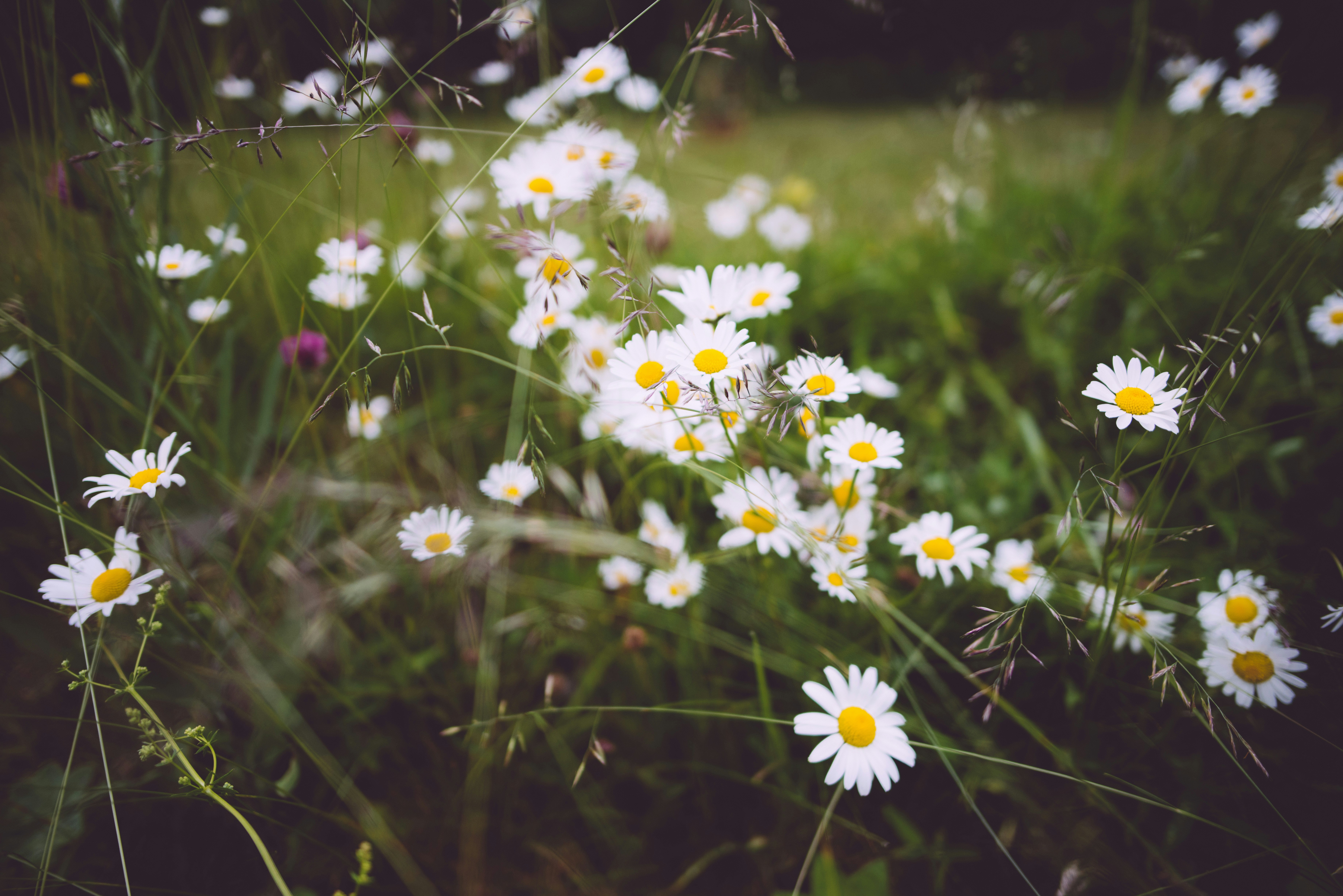 Prästkragar på en blomsteräng. Foto från Unsplash. 