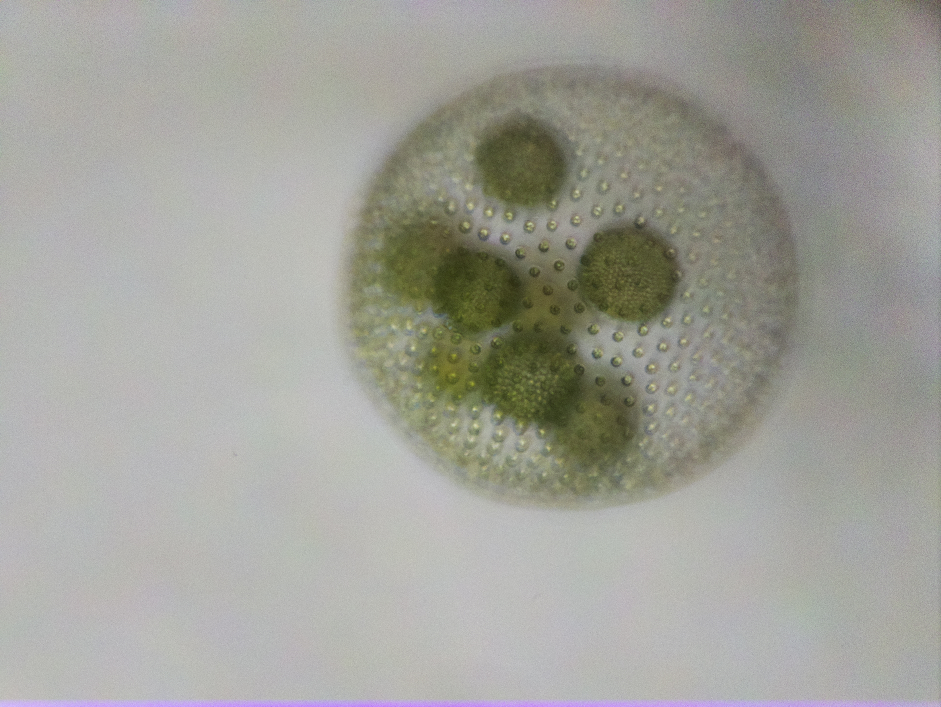 Mikroskopbild på grönalgen Volvox. Foto.