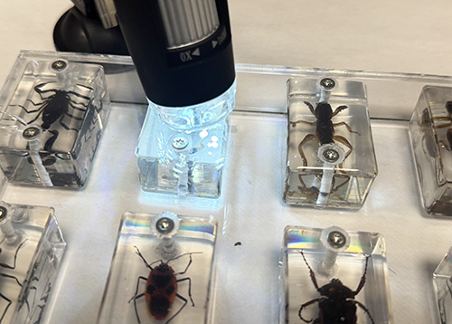 Insekter granskas i förstoring med USB-mikroskop. Foto
