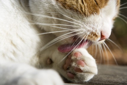 katt-som-slickar COLOURBOX1641951-430x287